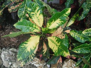 Unk #5 FB's Garden.JPG