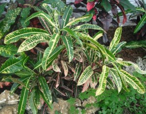 Unk #6 FB's Garden.JPG