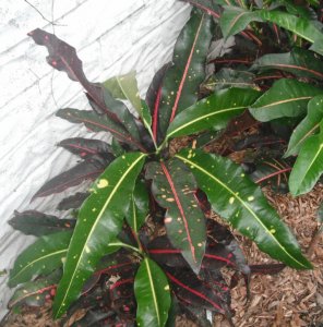 Unk #8 FB's Garden.JPG