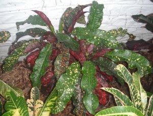 Unk #16 FB's Garden.JPG