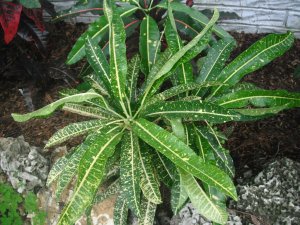 Unk #21 FB's Garden.JPG