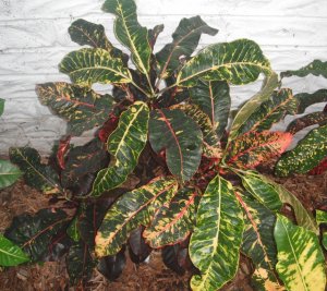 Unk #22 FB's Garden.JPG