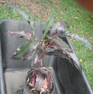 Unknown from Bullwinkle.JPG