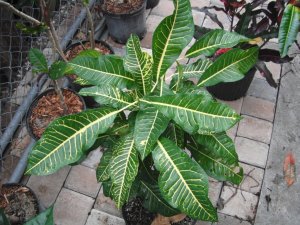 Yellow Duncan Macaw.JPG