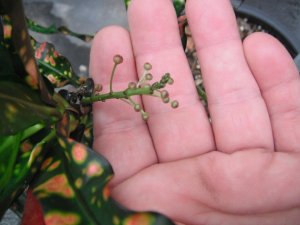 Thai Hybrid A -2.JPG