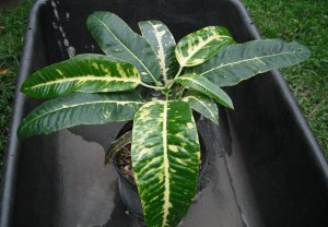 Unk from RD Collect.JPG