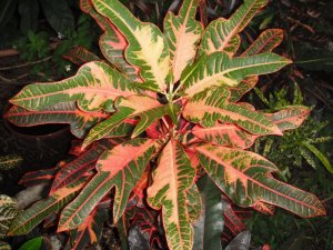 Blotched William Jennings Bryan.JPG