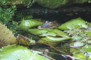 IMG_9076.jpg