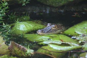 IMG_9077.jpg