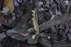 DSC_0033.jpg