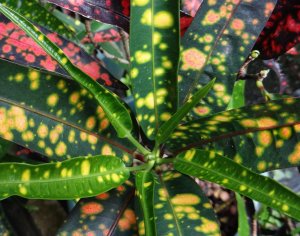 7 FRANKLIN D ROOSEVELT.jpg