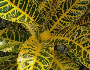 11 GENERAL PAGET.jpg