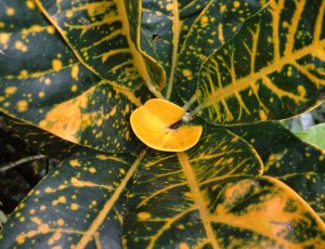 12 SPOTTED GEN PAGET.jpg