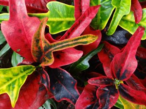 13 IRENE KINGSLEY.jpg