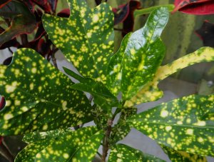 15 MACULATUM KATONI.jpg