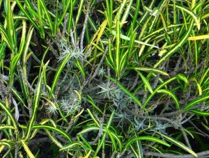 18 YELLOW ZANZIBAR.jpg