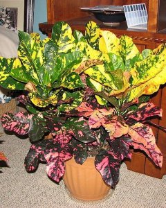 1) WIKI-PALMPEDIA 800px-Magnificent_2010-11-04.jpg