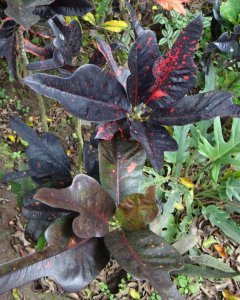 2) Mystery CROTON from my garden.jpg