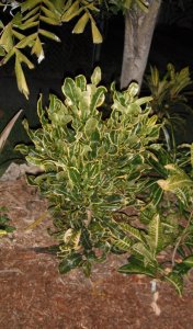 Yellow Banana 1 FB.JPG