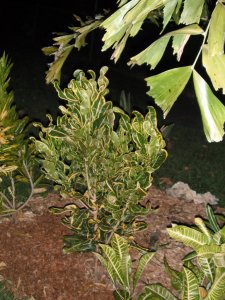 Yellow Banana 2 FB.JPG