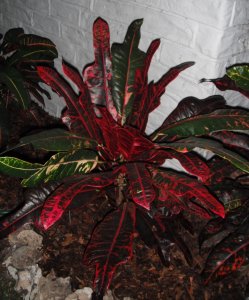 Charles Rutherford 2 FB.JPG