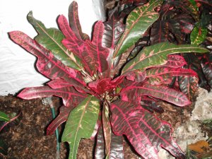 Charles Rutherford 3 FB.JPG