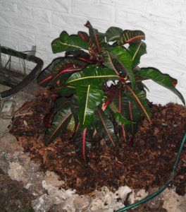 Caribbean Star 1 FB.JPG