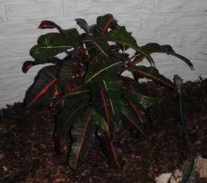 Carribean Star 2 FB.JPG