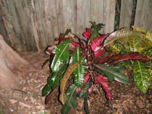 Gen MacArthur 1 FB.JPG