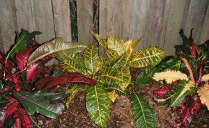 General Paget 1 FB.JPG