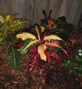 Caribbean Starish 1 FB.JPG