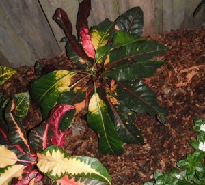 Columbianaish 1 FB.JPG