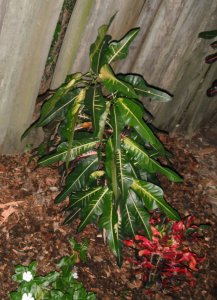 Van Burenish 1 FB.JPG