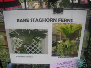 Staghorns 1.JPG