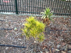 Croton 002.jpg