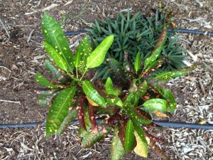 Croton 009.jpg