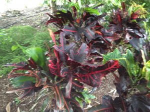 Croton 010.jpg