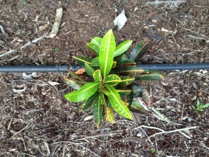 Croton 012.jpg