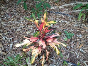 Croton 018.jpg