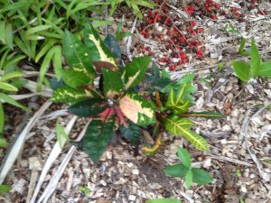 Croton 019.jpg