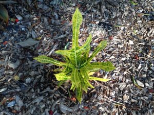 Croton 025.jpg