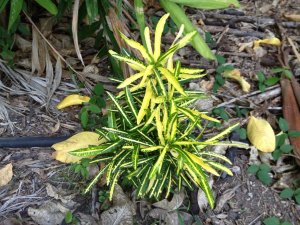 Croton 034.jpg