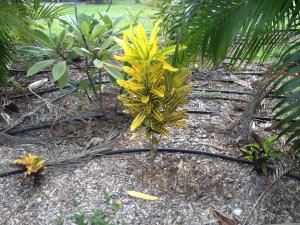 Croton 041.jpg