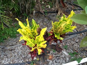 Croton 046.jpg