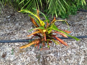 Croton 047.jpg