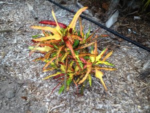 Croton 049.jpg