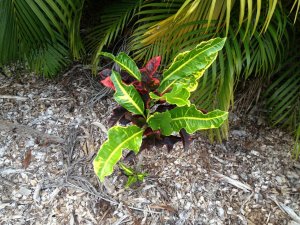 Croton 050.jpg