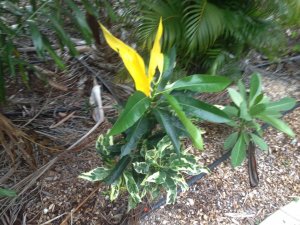 IMG_0976.jpg