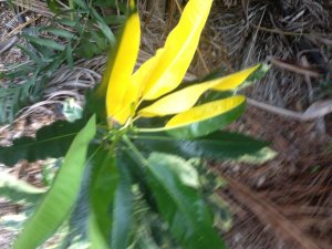 IMG_0979.jpg