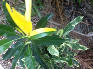 IMG_0980.jpg